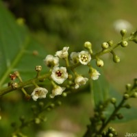 Maesa indica (Roxb.) Sweet